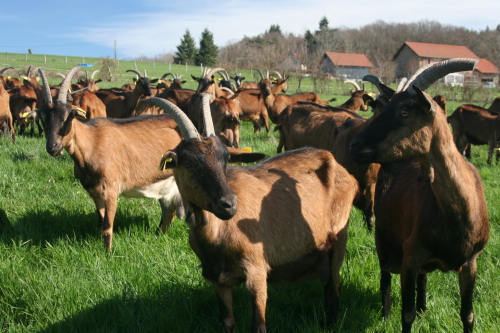 Portes Ouvertes De Ferme en Ferme 71