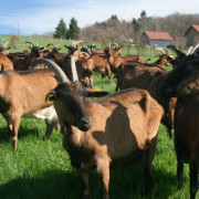 Portes Ouvertes De Ferme en Ferme 71