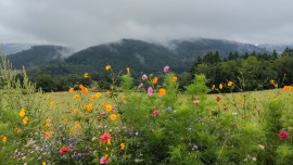 Un Ecrin de verdure 